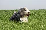 BEARDED COLLIE 134